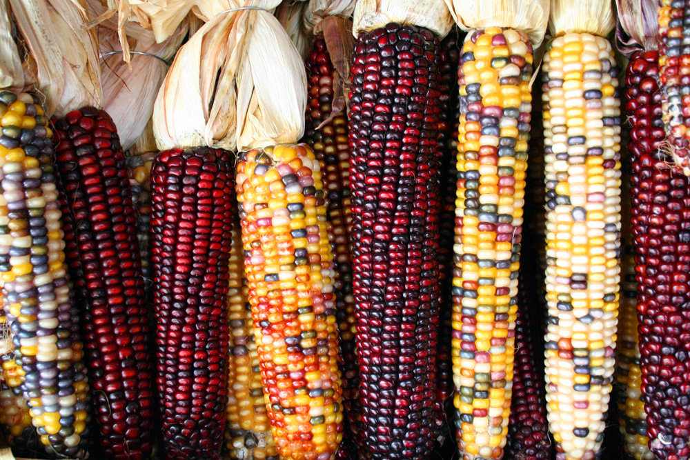 Three ways to cook with Indian Corn - Sweetgrass Trading Co